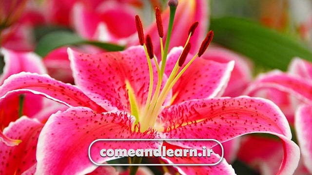 لیلیوم اورینتال (Lilium Oriental) | بیا و یادبگیر